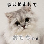 はじめまして、モフ猫おもちです