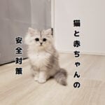 猫の安全対策は赤ちゃんにも応用がきく✨