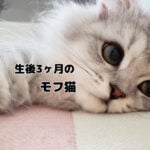 モフ猫おもちの成長記録②～生後3ヶ月～