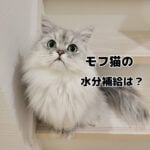 モフ猫の水分不足対策