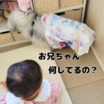 オムツ袋に振り回されるモフ猫