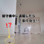 留守番中のモフ猫を盗撮しました