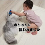 妹のモフ猫への愛が強すぎる