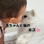 モフ猫と赤ちゃんがチューしました