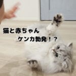 猫と赤ちゃんのケンカを目撃しました