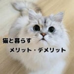 猫を飼ってよかった・悪かったこと