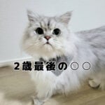 モフ猫おもちの2歳最後の日