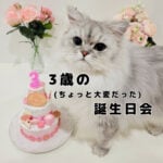 モフ猫おもち、3歳になりました！