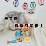 猫と夏祭りを楽しむには