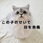 猫に噛まれたせいで眼球が腫れあがりました