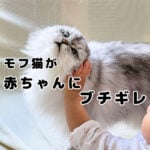 モフ猫が赤ちゃんを噛みました