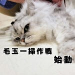 モフ猫の毛刈りをしました