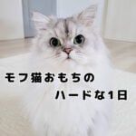 モフ猫おもち、妹に疲れる