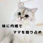 モフ猫おもちの秘密の遊び場