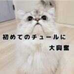 新しいチュールに大歓喜のモフ猫