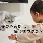 モフ猫、おままごとをする