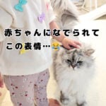 赤ちゃんになでられたモフ猫の表情が…😂