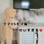 おもち家にかわいいクマが出ました