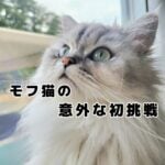 モフ猫、高みを目指す