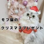 モフ猫おもちのメリークリスマス🎄