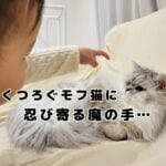 モフ猫おもちとボロボロソファー