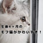 モフ猫おもちの成長記録③～生後4ヶ月～