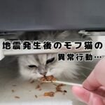 能登半島地震でモフ猫おもちの様子がおかしくなりました