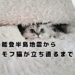 モフ猫おもちは能登半島地震のショックから立ち直れる？