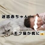 モフ猫おもち、枕にされる