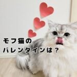 モフ猫おもちのバレンタイン