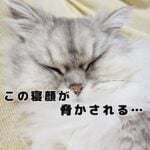 モフ猫と赤ちゃん、ソファーでまったり♪