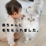 赤ちゃんにフミフミクッションを奪われるモフ猫…