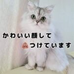 モフ猫おもちのウンチョ大事件💩