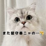 動画付き！モフ猫おもちのお留守番